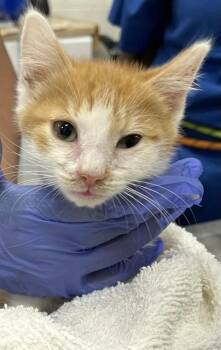 DION -  Domestic Short Hair Cat for Adoption - DION | PetCurious
