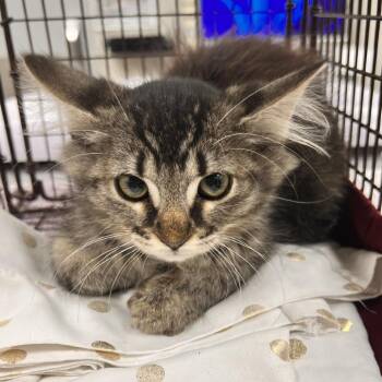 110451 -  Domestic Short Hair Cat for Adoption in Las Cruces, New Mexico - 110451 | PetCurious