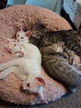Erin -  Domestic Short Hair Cat for Adoption in Wheaton, Illinois - Erin | PetCurious