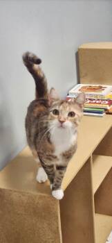 Lemondrop -  Domestic Short Hair Cat for Adoption in Chambersburg, Pennsylvania - Lemondrop | PetCurious