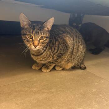 Cricket -  Domestic Short Hair Cat for Adoption in Garfield, Arkansas - Cricket | PetCurious
