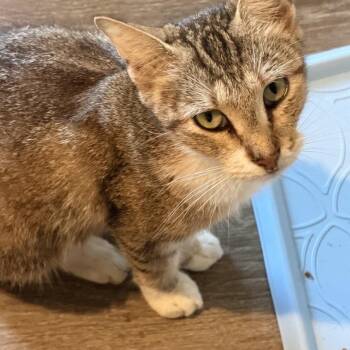 Wildcat -  American Shorthair Cat for Adoption in Freeport, Florida - Wildcat | PetCurious