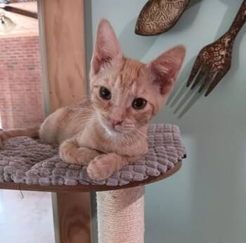 Rescue Domestic Short Hair Cats for Adoption in Seneca, South Carolina - Flim Flam $75 | PetCurious