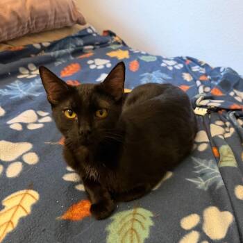 Raja -  Domestic Short Hair Cat for Adoption in Tustin, California - Raja | PetCurious