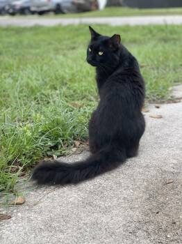 Nero -  Domestic Long Hair Cat for Adoption in Brooksville, Florida - Nero | PetCurious