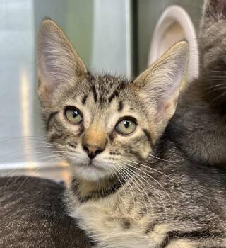 Dr. Purrper -  Domestic Short Hair Cat for Adoption in Sioux City, Iowa - Dr. Purrper | PetCurious