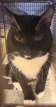 Domestic Short Hair Cats Available for Adoption in Fort Lauderdale, Florida - MOMOA | PetCurious
