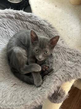 Byrdie SH -  Siamese and Domestic Short Hair Cat for Adoption in Greenville, South Carolina - Byrdie SH | PetCurious