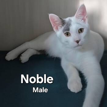 Rescue Domestic Short Hair Cats for Adoption in Quincy, Ohio - Noble | PetCurious