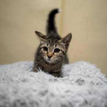 Emerald -  Domestic Short Hair Cat for Adoption in Gainesville, Georgia - Emerald | PetCurious