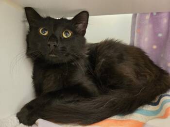 Sable -  Domestic Medium Hair Cat for Adoption in Bellingham, Washington - Sable | PetCurious