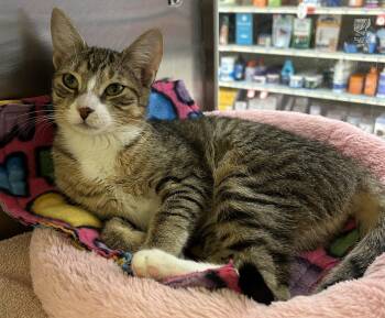 Rescue Domestic Short Hair Cats for Adoption in Dover, Delaware - Tallulah | PetCurious