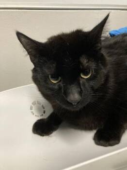 Little One -  Domestic Short Hair Cat Available for Adoption in Winnipeg, Manitoba - Little One | PetCurious