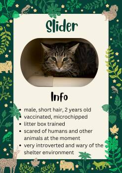 Domestic Short Hair Cats Available for Adoption - Slider | PetCurious
