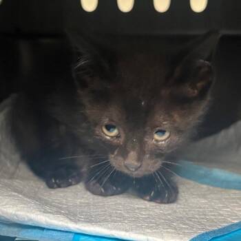 Lucy Liu -  Domestic Short Hair Cat for Adoption in Dallas, Texas - Lucy Liu | PetCurious