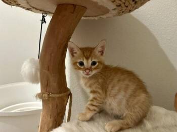 Jest -  Domestic Short Hair Cat for Adoption in Mission Viejo, California - Jest | PetCurious