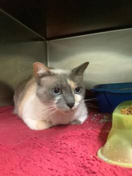 Claudia (Clawdia) -  Domestic Short Hair Cat for Adoption in Waverly, Tennessee - Claudia (Clawdia) | PetCurious