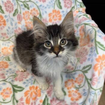 Domestic Long Hair Cats Available for Adoption in Kittanning, Pennsylvania - Sparrow | PetCurious