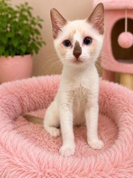 Libby Napa -  Siamese Cat for Adoption in Napa, California - Libby Napa | PetCurious