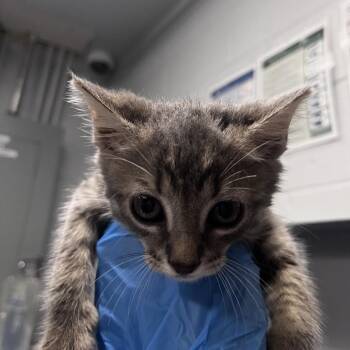Donald -  Domestic Short Hair Cat for Adoption in Summerville, South Carolina - Donald | PetCurious