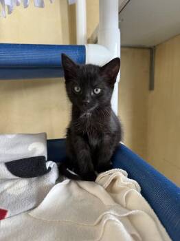 Hex -  Domestic Short Hair Cat for Adoption in Berkeley, California - Hex | PetCurious