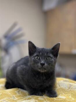 Rescue Domestic Short Hair Cats for Adoption in Aliquippa, Pennsylvania - GARGAMEL | PetCurious