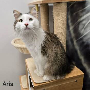 Aris -  Domestic Long Hair Cat for Adoption in Sedalia, Missouri - Aris | PetCurious