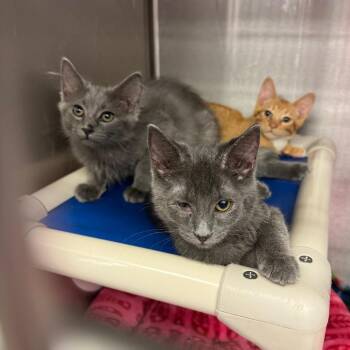 Jean Grey -  Domestic Short Hair Cat for Adoption in Los Angeles, California - Jean Grey | PetCurious
