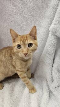 Blaze -  Domestic Short Hair Cat for Adoption in Antioch, California - Blaze | PetCurious