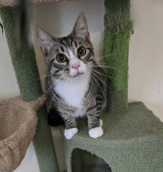 Pudding Jones -  Domestic Short Hair and Tabby Cat for Adoption in Syracuse, New York - Pudding Jones | PetCurious