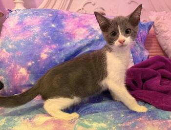 Mochi -  Domestic Short Hair Cat for Adoption in Orlando, Florida - Mochi | PetCurious