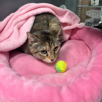 Lady Kat (fka Pearl) C006472 -  Domestic Short Hair Cat for Adoption in Prosper, Texas - Lady Kat (fka Pearl) C006472 | PetCurious