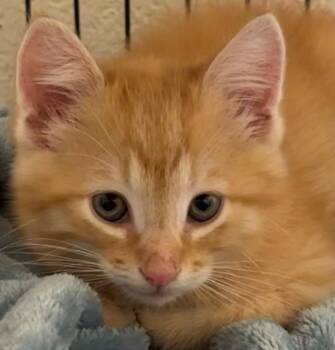Domestic Medium Hair Cats Available for Adoption in Elizabethton, Tennessee - SAINT | PetCurious