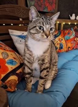 Hank -  Tabby Cat for Adoption in Grand Rapids, Michigan - Hank | PetCurious