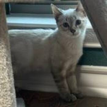 Blondie -  Siamese Cat for Adoption in San Antonio, Texas - Blondie | PetCurious