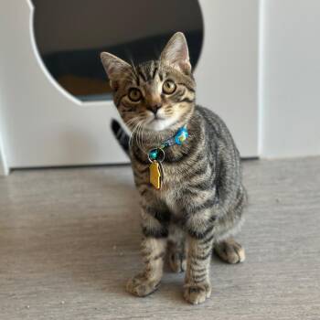 WV2340 Smithy -  Domestic Short Hair Cat for Adoption in Port Washington, New York - WV2340 Smithy | PetCurious