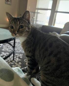 Hidey -  Tabby Cat for Adoption in Plano, Texas - Hidey | PetCurious