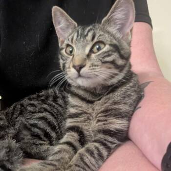 Soul -  Domestic Short Hair Cat for Adoption in Asheville, North Carolina - Soul | PetCurious