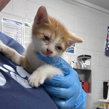 Toucan -  Domestic Short Hair Cat for Adoption in Summerville, South Carolina - Toucan | PetCurious