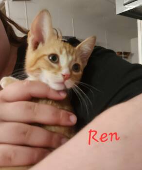 Domestic Short Hair Cats Available for Adoption in Mount Pleasant, Texas - Ren | PetCurious