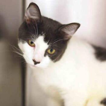 Rescue Domestic Short Hair Cats for Adoption in Atlanta, Georgia - Celsius | PetCurious