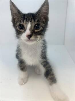 TUA -  Domestic Short Hair Cat for Adoption in Winter Haven, Florida - TUA | PetCurious