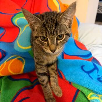 Groot -  Domestic Short Hair Cat for Adoption in Waldorf, Maryland - Groot | PetCurious