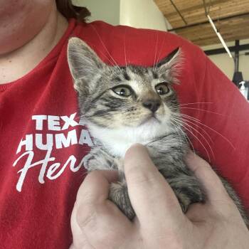 Stormchaser -  Domestic Short Hair Cat for Adoption in Leander, Texas - Stormchaser | PetCurious