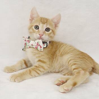 Rescue Domestic Short Hair Cats for Adoption in League City, Texas - Oliver - Coming Soon! | PetCurious