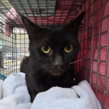 Rescue Domestic Short Hair Cats for Adoption in Bristol, Indiana - Drax | PetCurious