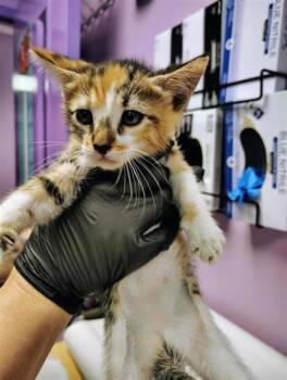 Domestic Short Hair Cats Available for Adoption in El Paso, Texas - Kit5 | PetCurious
