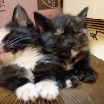 Rescue Domestic Short Hair Cats for Adoption - GABBY | PetCurious