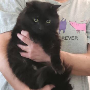 Domestic Long Hair Cats Available for Adoption in Prosper, Texas - Ebenezer C007521 | PetCurious