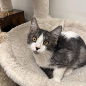 Avery -  Domestic Short Hair Cat for Adoption in Hemet, California - Avery | PetCurious